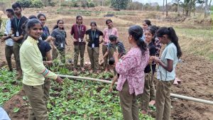 Green manural incorporation in field