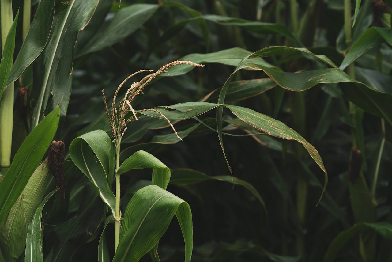 Close-up view of lush green maize plants growing in a field, showcasing healthy leaves.